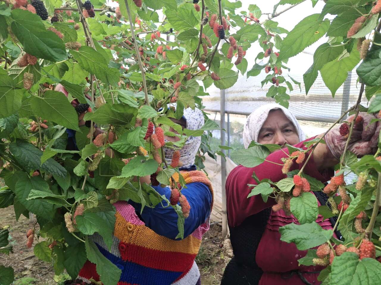 Hasat başladı, çoğunu Arap ülkeleri yiyecek 5